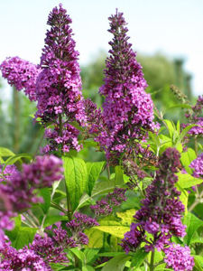 Obraz Buddleja